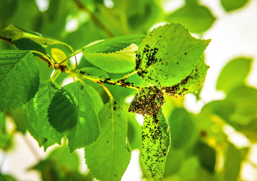 A genius trick for garden aphids - I chase them away with a cheap kitchen mix