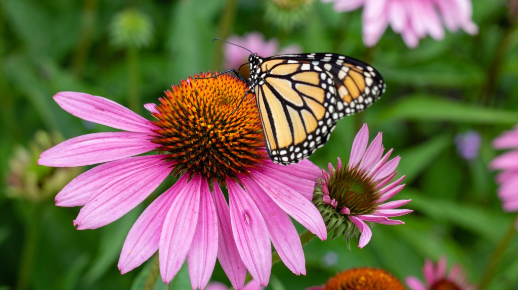 Butterfly on a flower