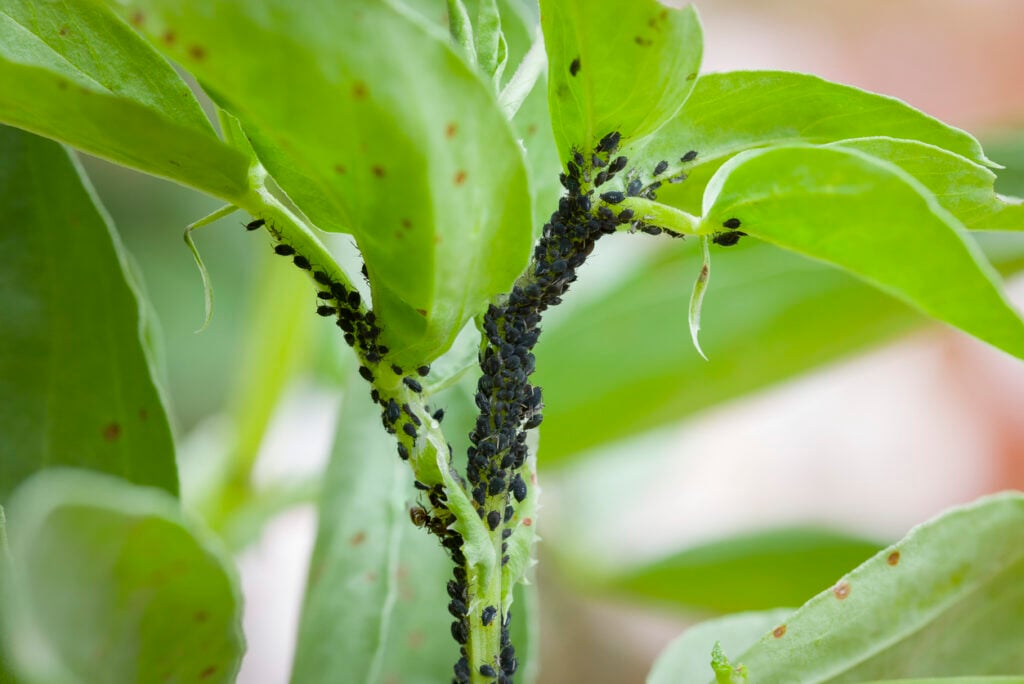 A genius trick for garden aphids - I chase them away with a cheap kitchen mix