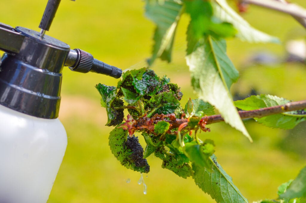 A genius trick for garden aphids - I chase them away with a cheap kitchen mix