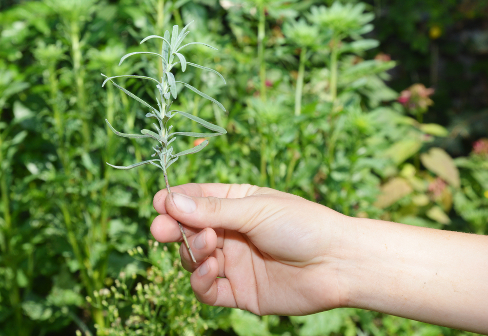 lavender cuttings 