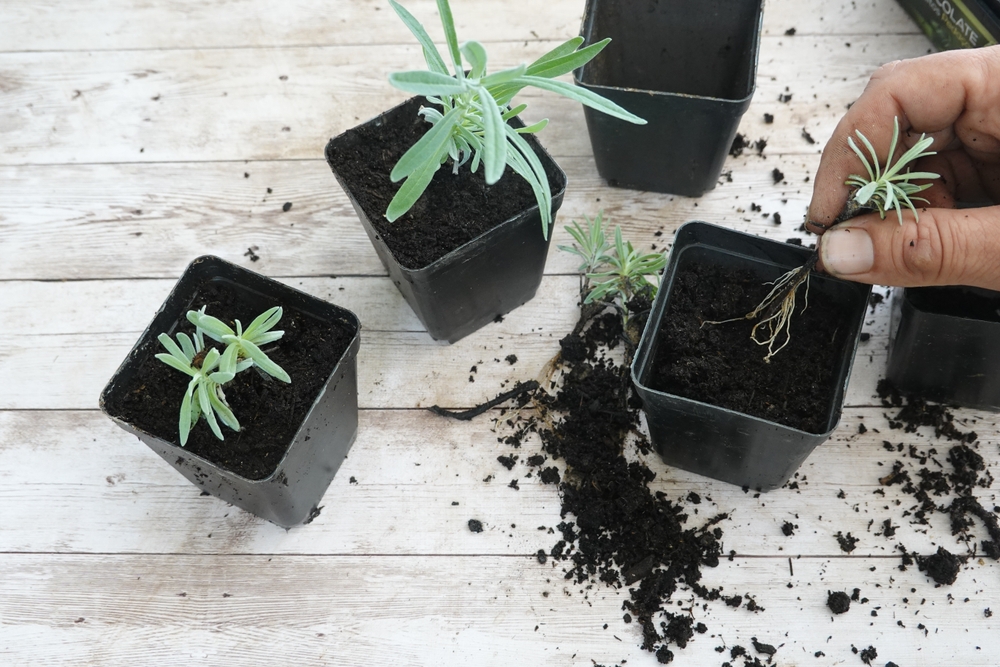 lavender cuttings