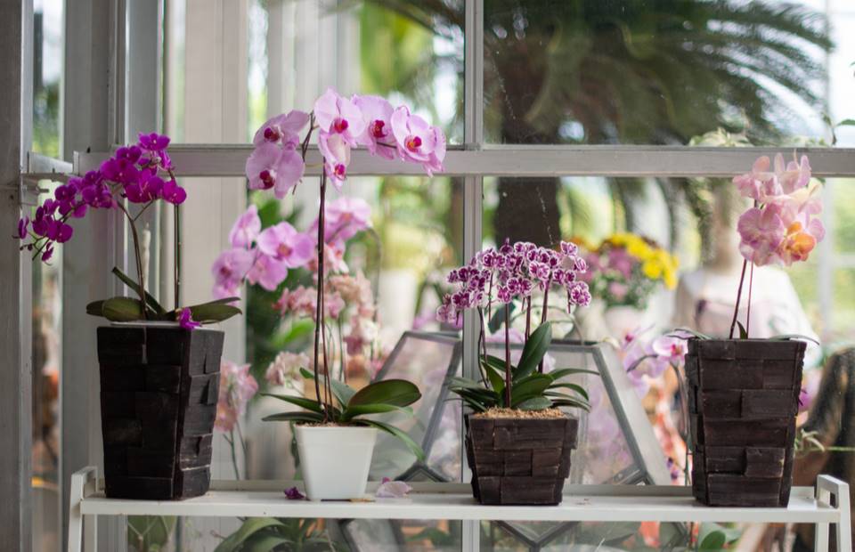 The florist's secret recipe for orchids. One thing and you'll never count the flowers again.