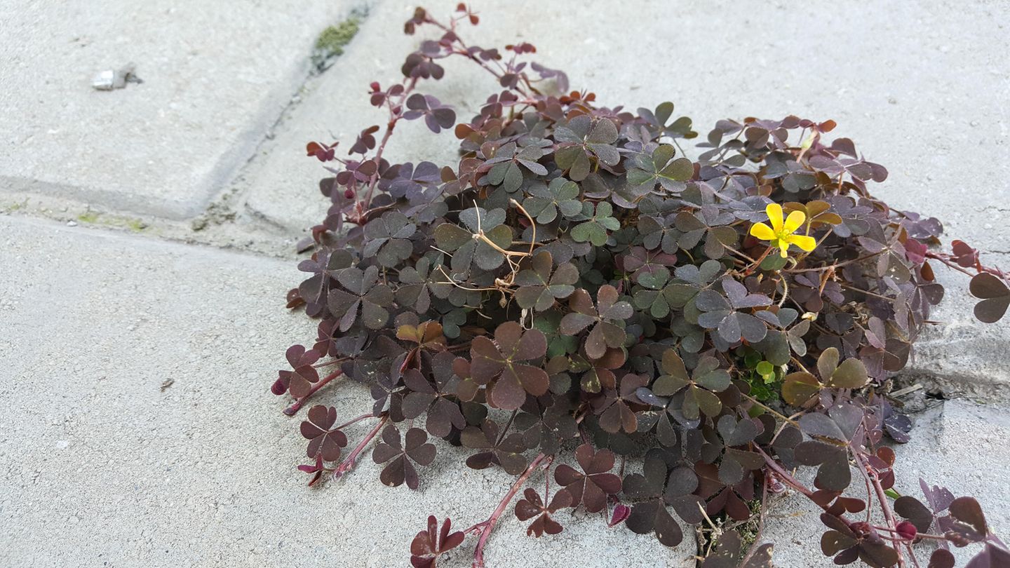 Wild clover plant grows between paving stones