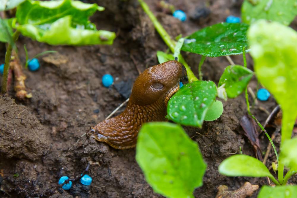 Slugs and ants are gone in no time. Just throw this in the garden and they'll stay away.