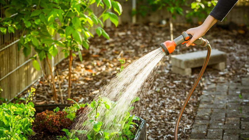 Watering lettuce in the raised bed in the garden