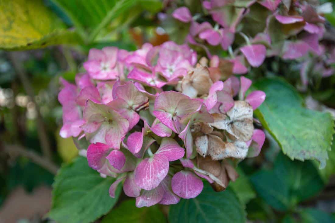 A partially wilted hydrangea flower