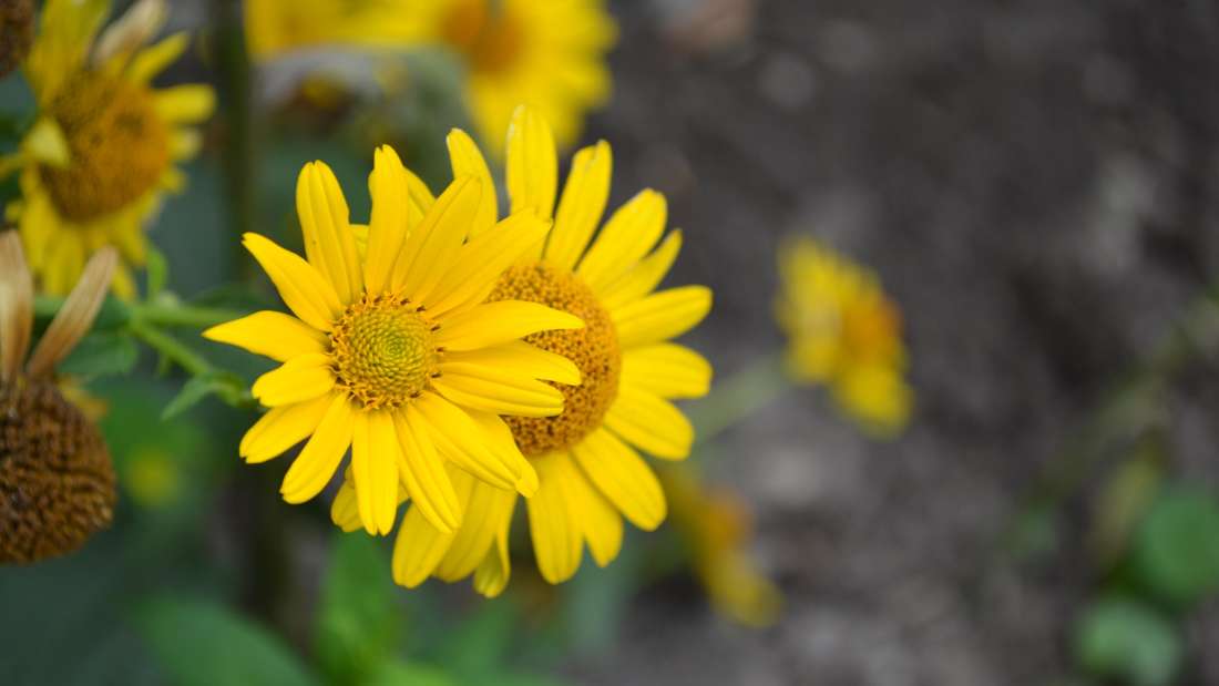 Yellow sunflower (Heliopsis helianthoides)