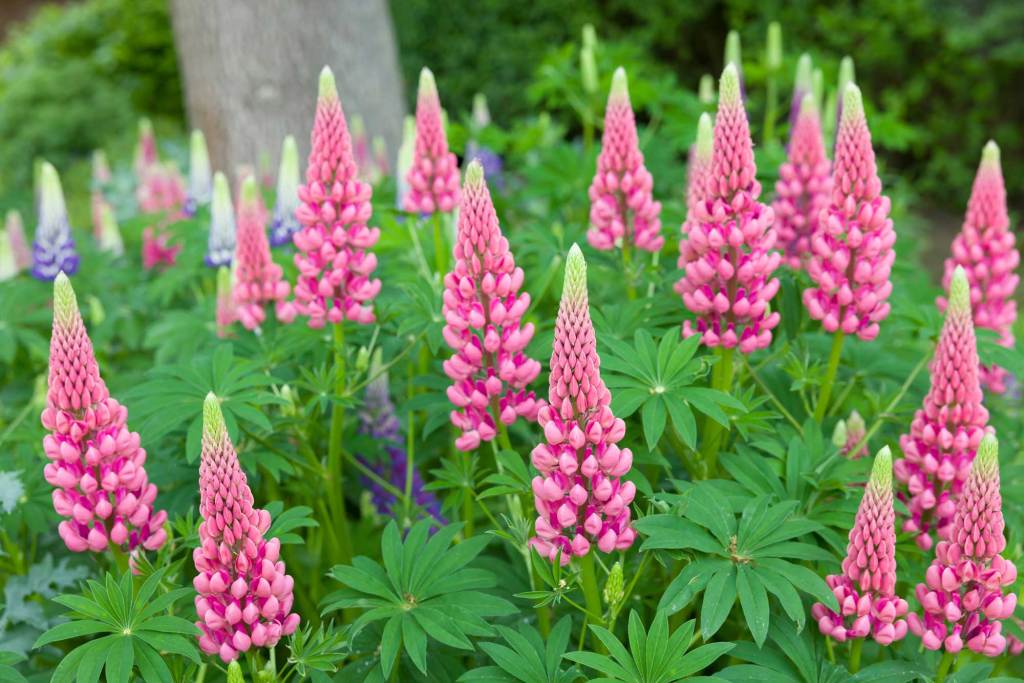 Pink lupins in the garden