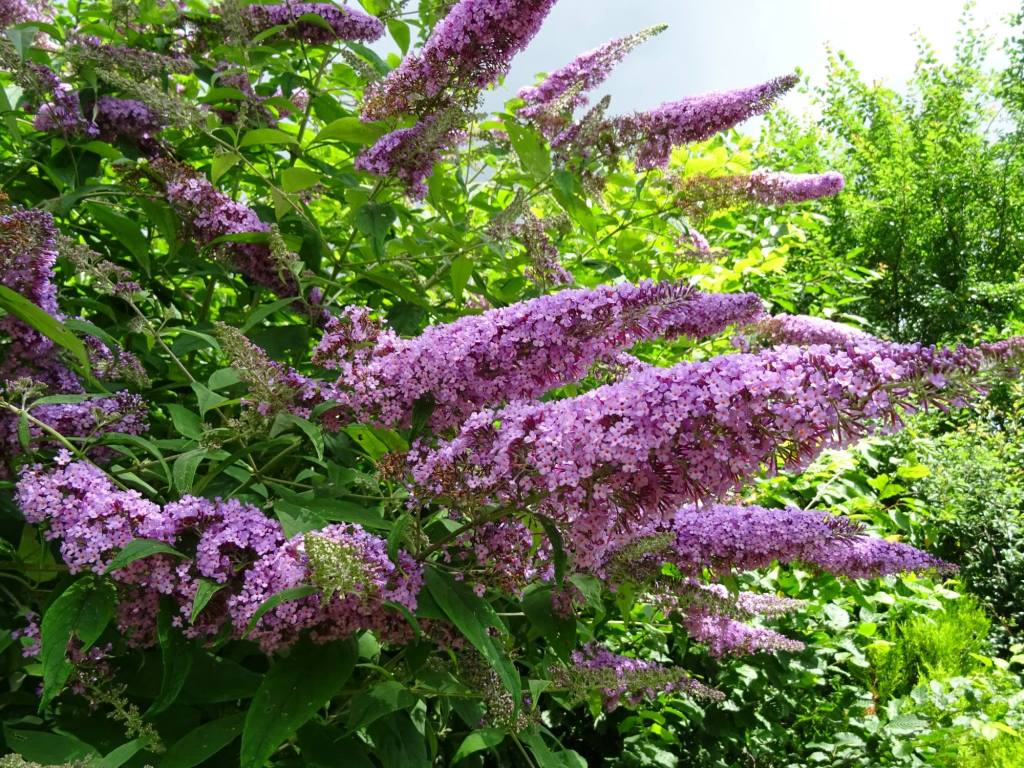 Purple butterfly bush