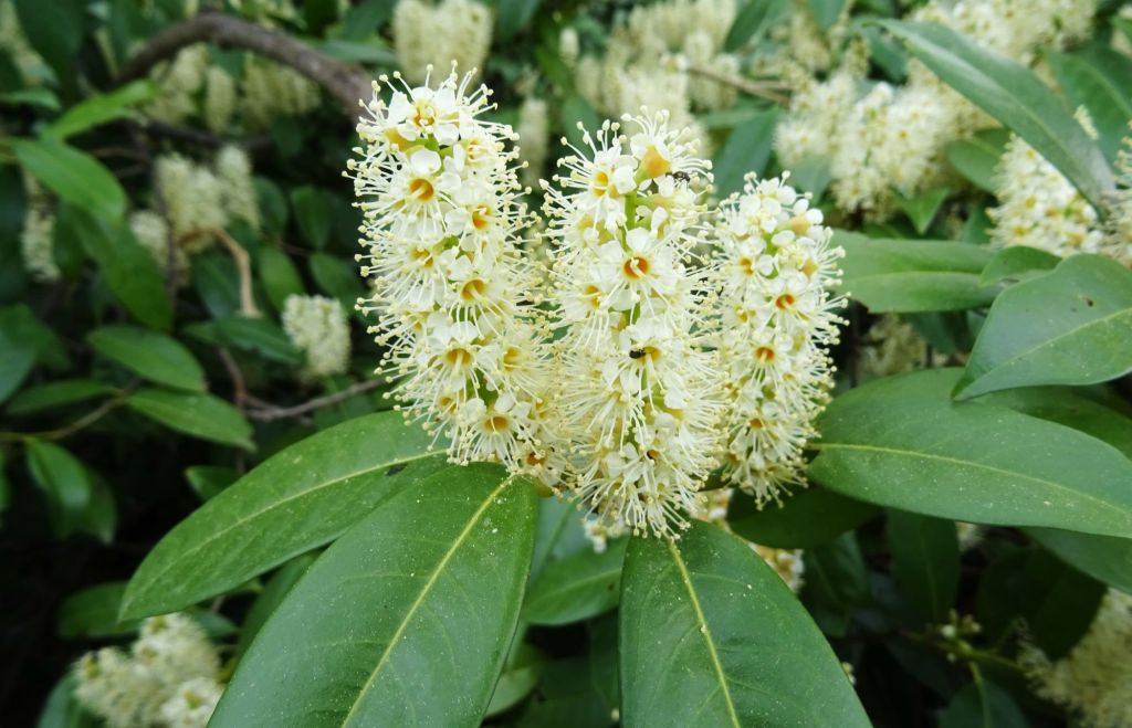 Cherry laurel harms nature