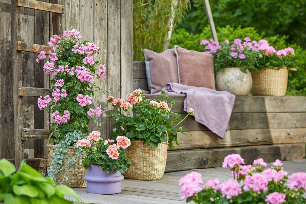 Create a festive feel in the garden with geraniums-7 images for inspiration