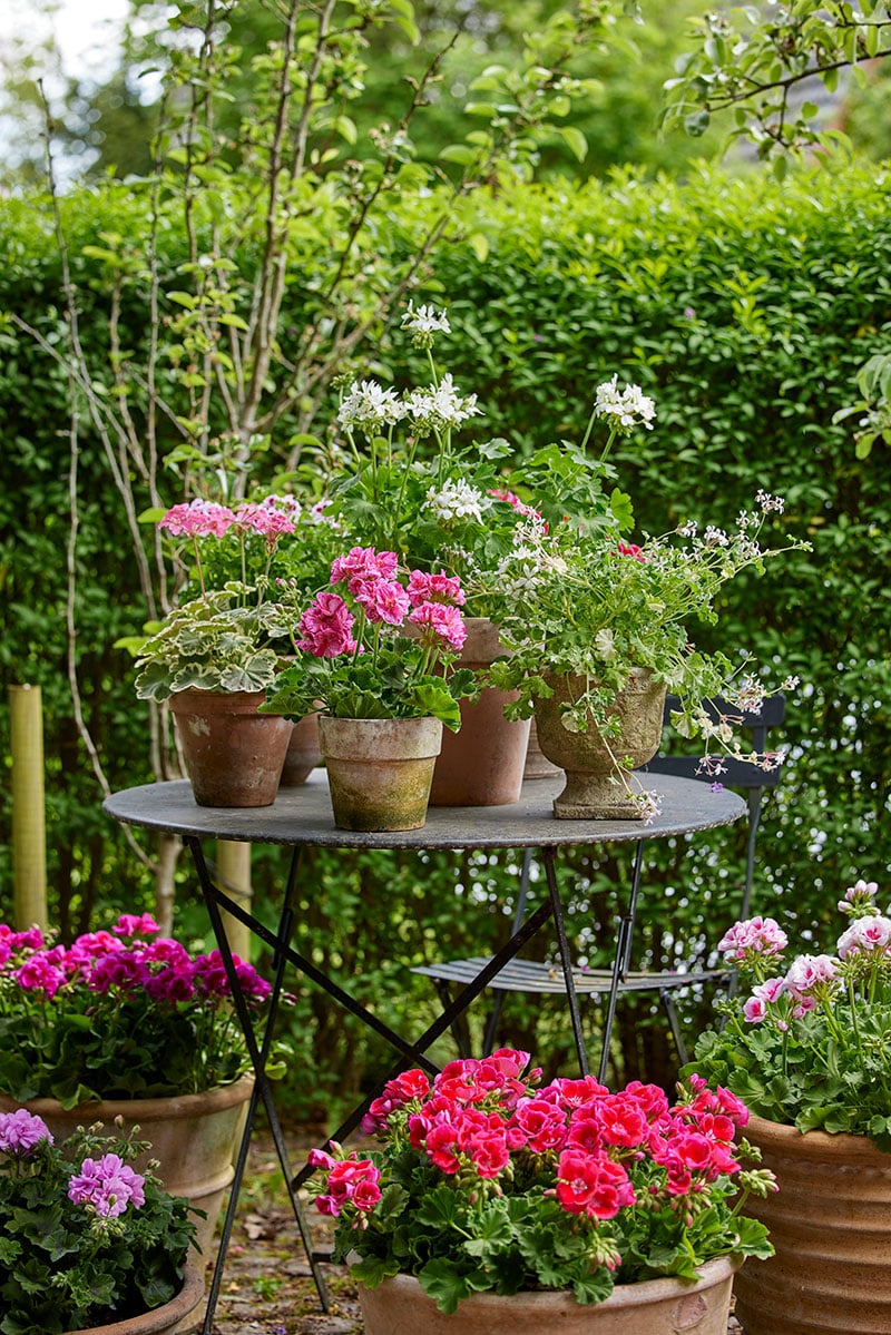 Create a festive feel in the garden with geraniums-7 images for inspiration