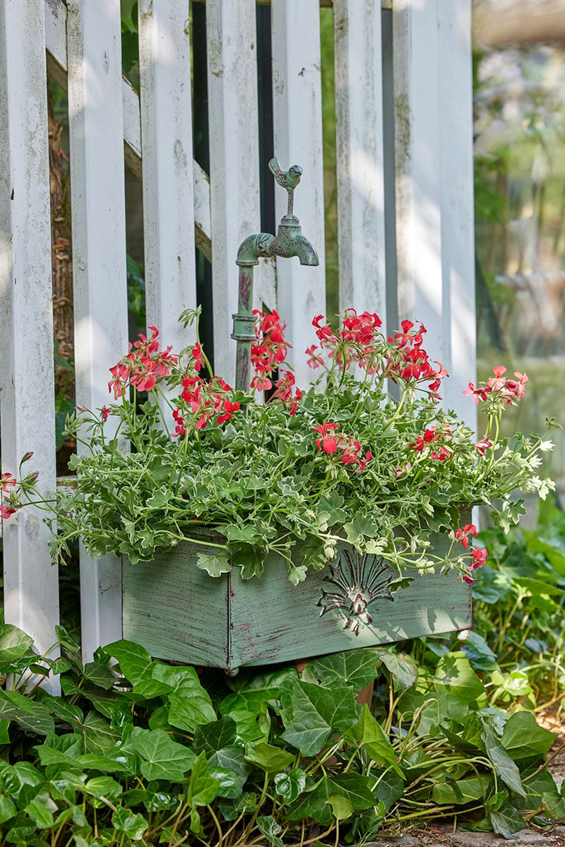 Create a festive feel in the garden with geraniums-7 images for inspiration