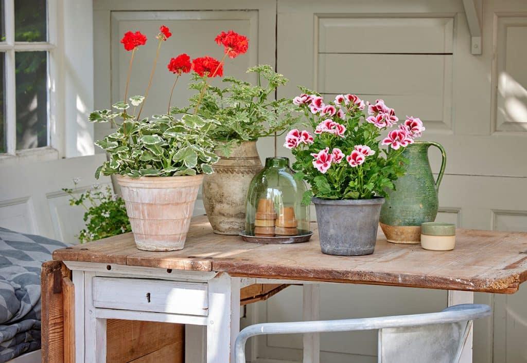 Create a festive feel in the garden with geraniums-7 images for inspiration