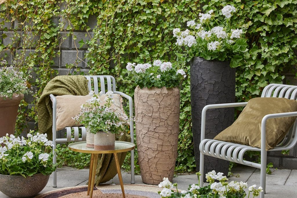 Create a festive feel in the garden with geraniums-7 images for inspiration